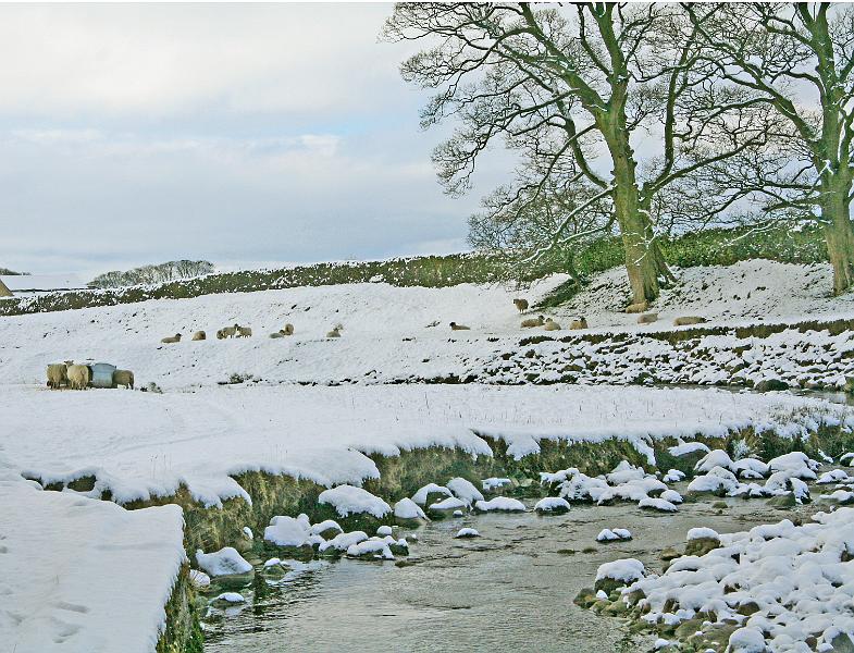 Beck and sheep 1.jpg - "Sheep in Snow"  - by Nita Dewar Sheep at Long Preston Beck - Easter 2008